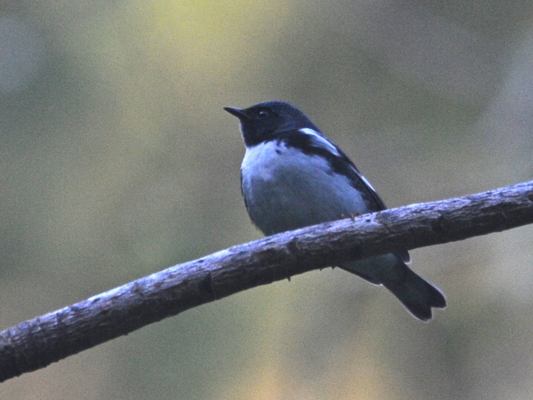 Black-throated Blue Warbler - Alan Van Norman
