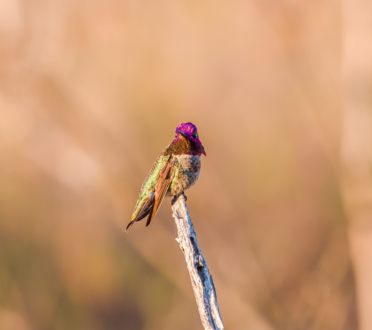 Anna's Hummingbird - Braxton Landsman