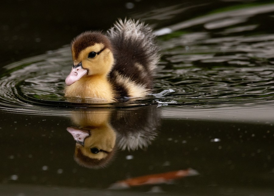 Muscovy Duck (Domestic type) - eBird