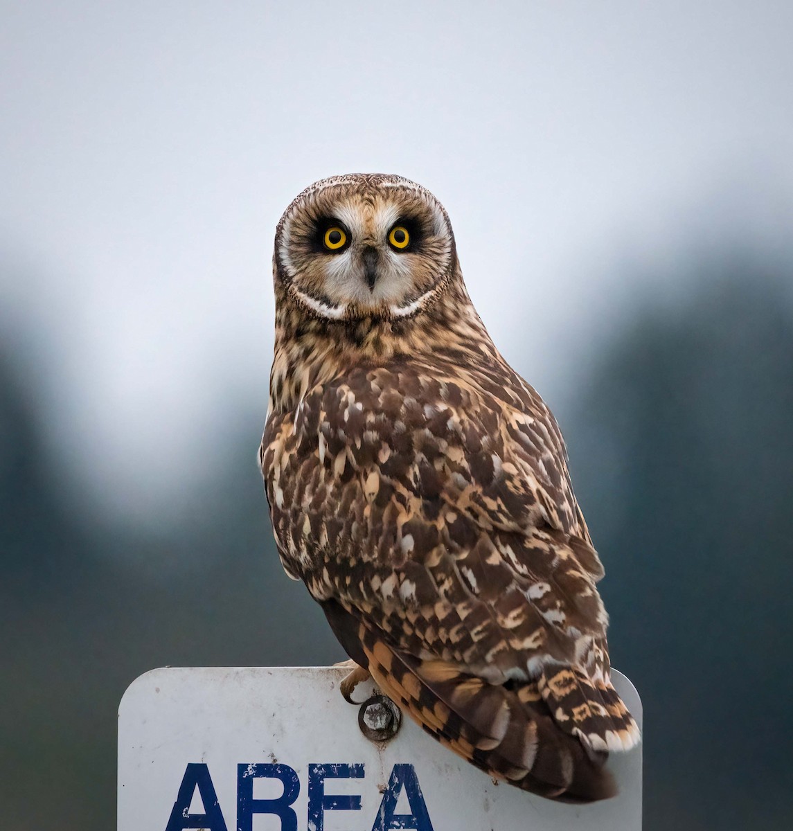Short-eared Owl - ML392114471