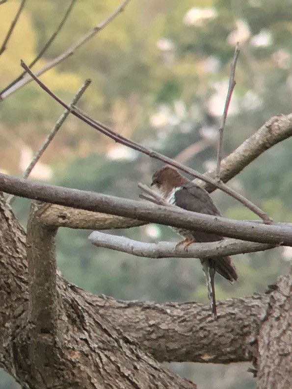 Lesser Cuckoo - M D Madhusudan