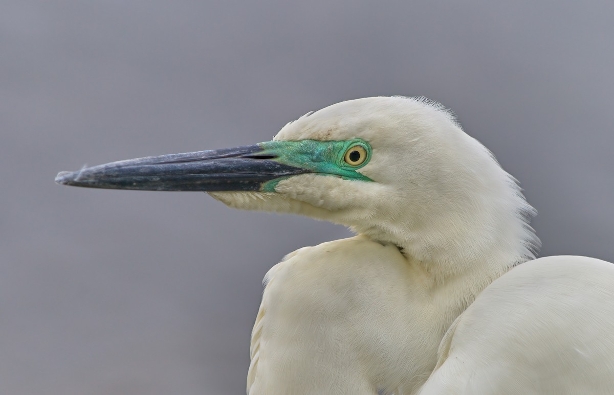 Great Egret (Australasian) - ML392116831