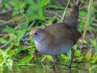  - Brown Crake