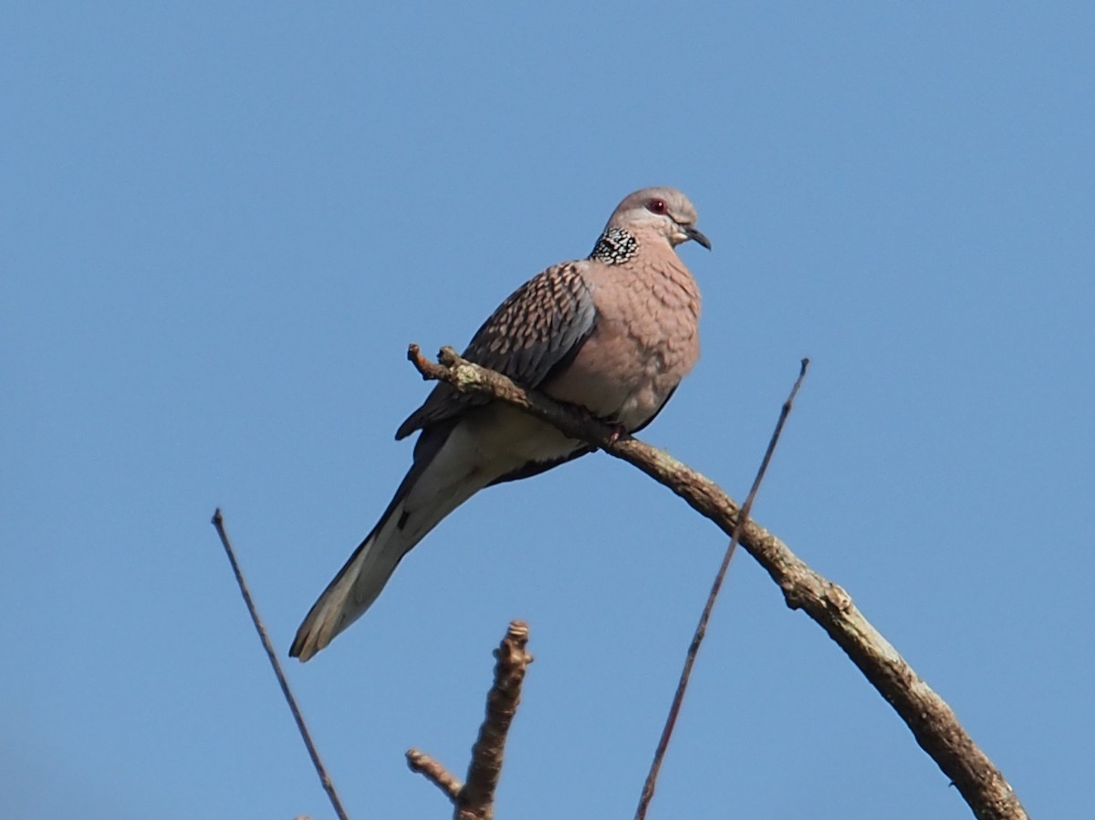 Spotted Dove - Ninad Thakoor