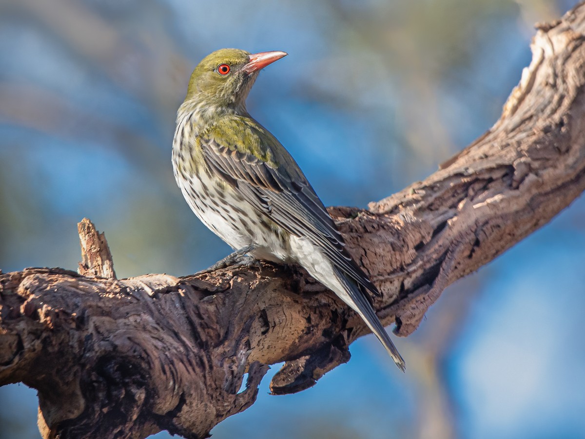 Olive-backed Oriole - Oriolus sagittatus - Birds of the World