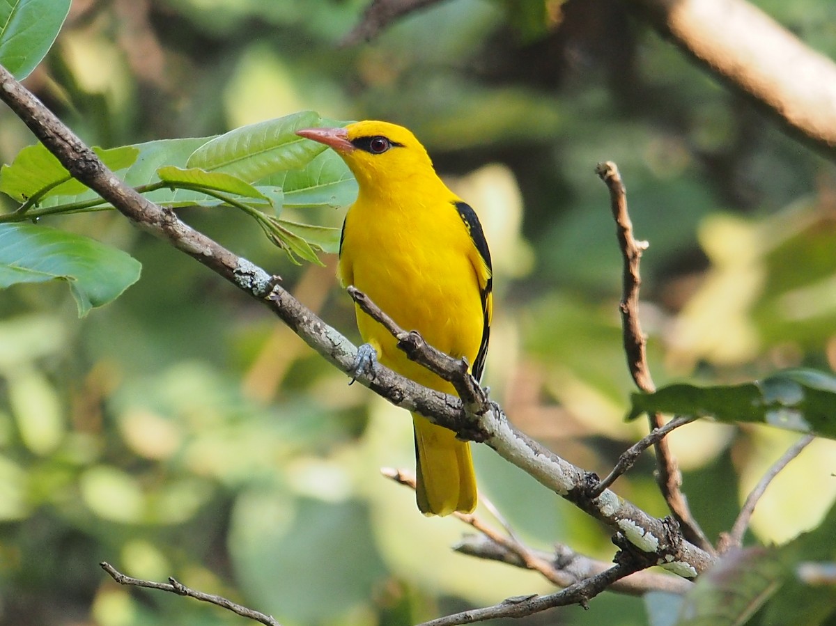 Indian Golden Oriole - ML39212191
