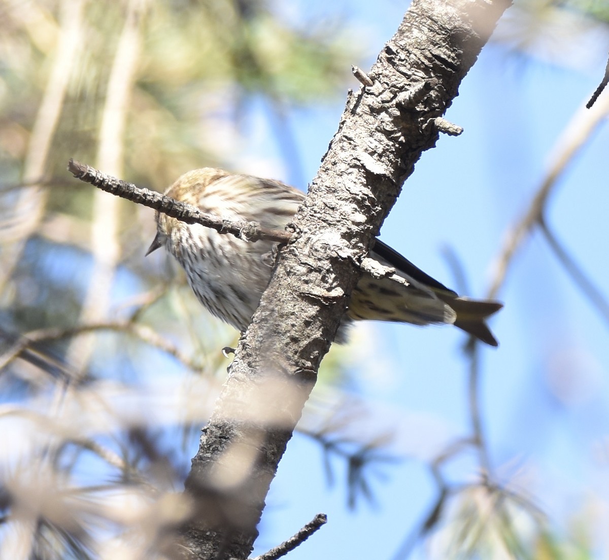 Pine Siskin - Leonardo Guzmán (Kingfisher Birdwatching Nuevo León)
