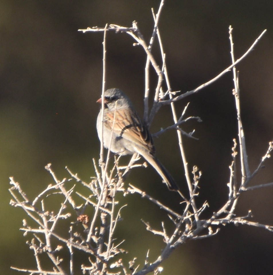 Black-chinned Sparrow - Leonardo Guzmán (Kingfisher Birdwatching Nuevo León)
