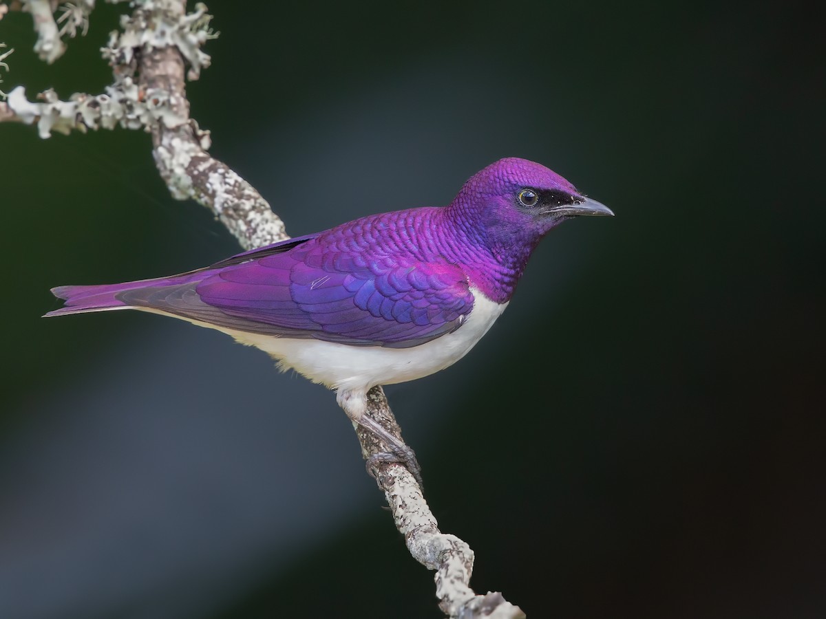 Violet-backed Starling - eBird