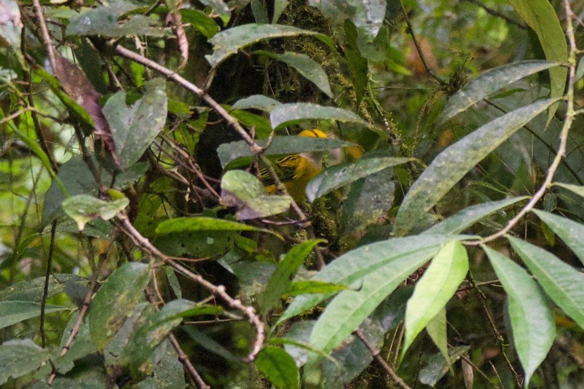 Silver-throated Tanager - ML392125811