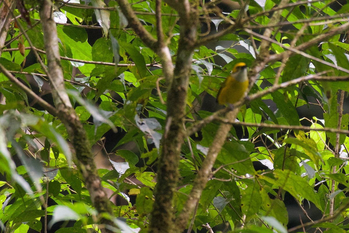 Silver-throated Tanager - ML392125871