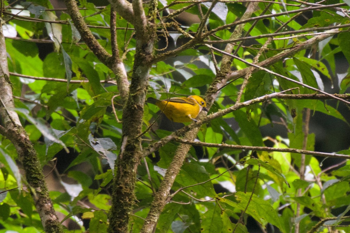 Silver-throated Tanager - ML392126231