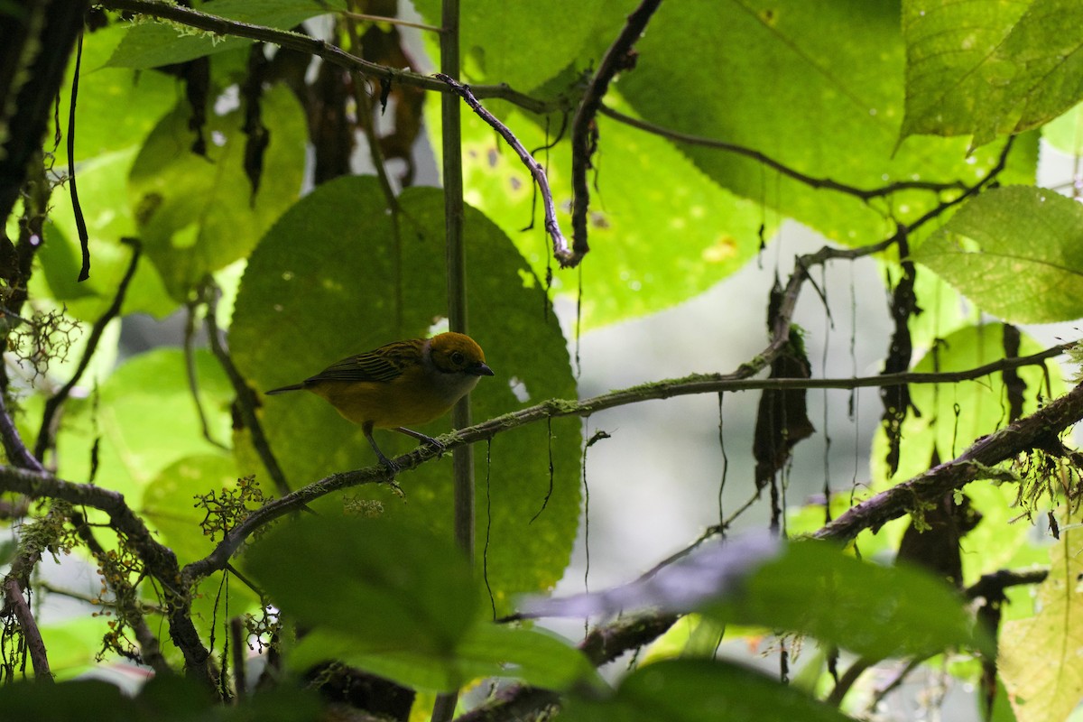 Silver-throated Tanager - ML392127621