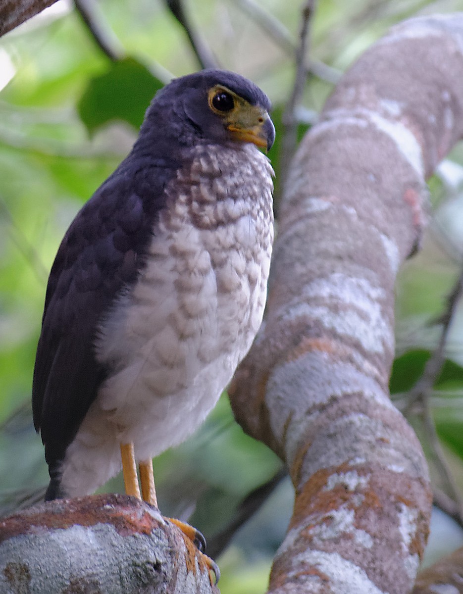 Slaty-backed Forest-Falcon - Mark Tomboulian