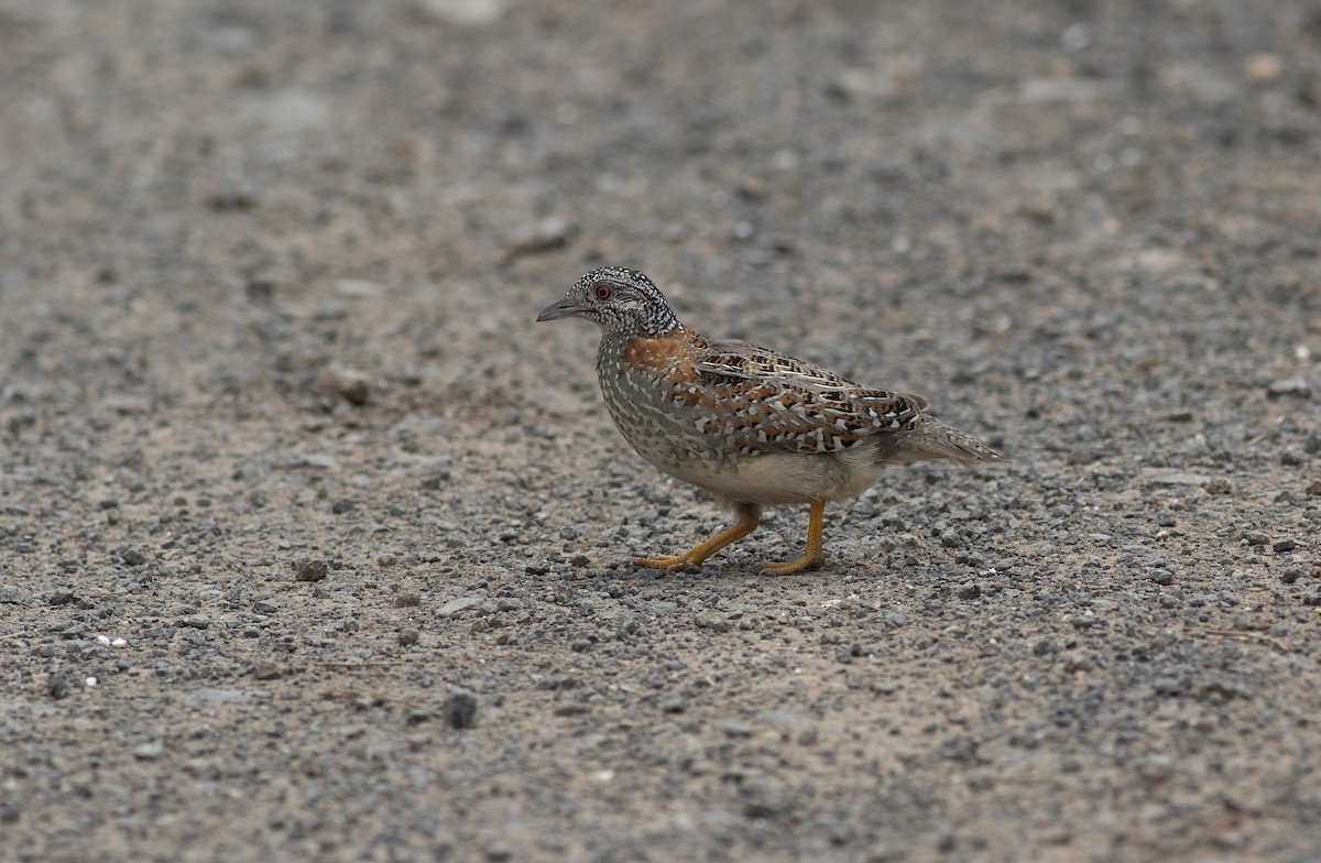 Painted Buttonquail - ML392129181