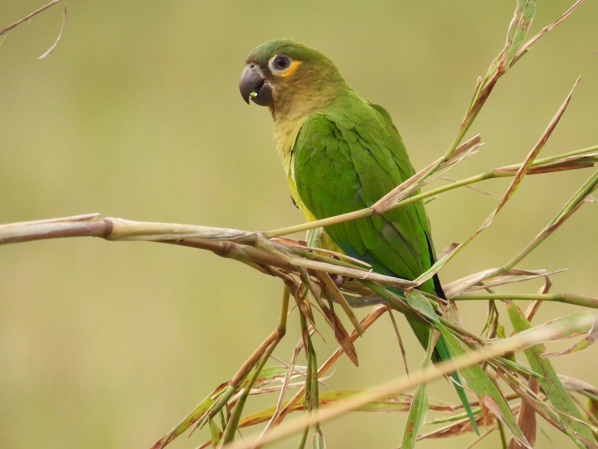 Brown-throated Parakeet - Carlos Ulate