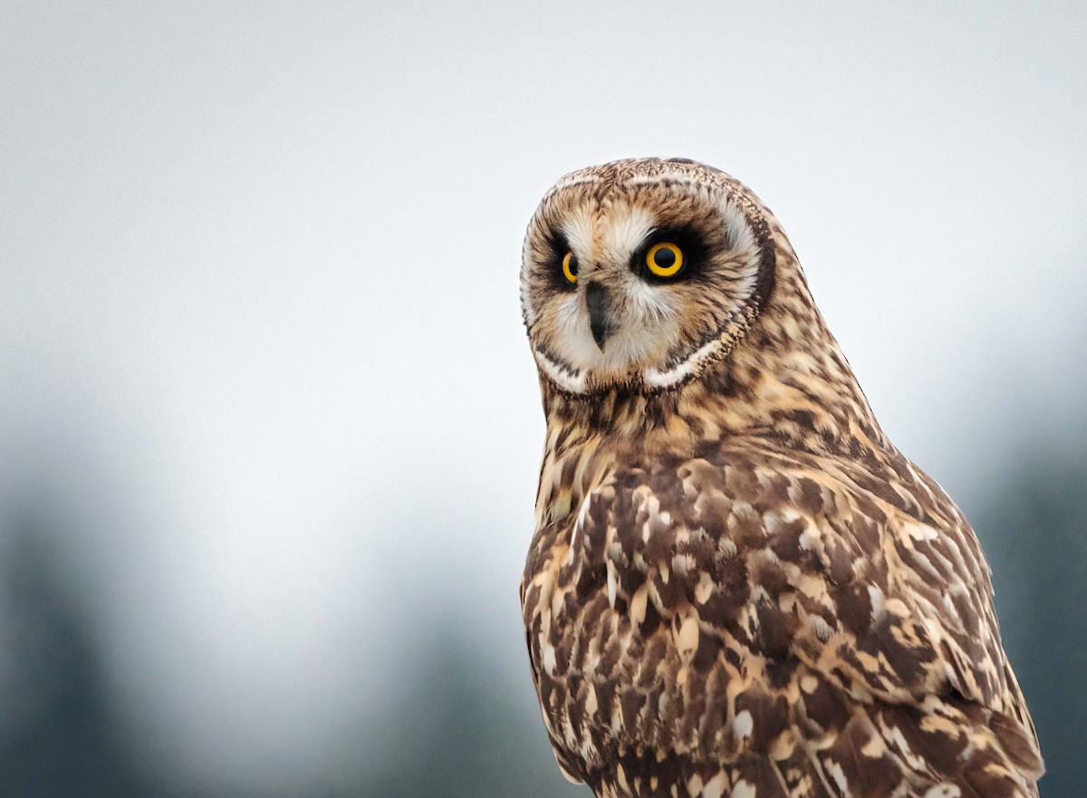 Short-eared Owl - ML392137191