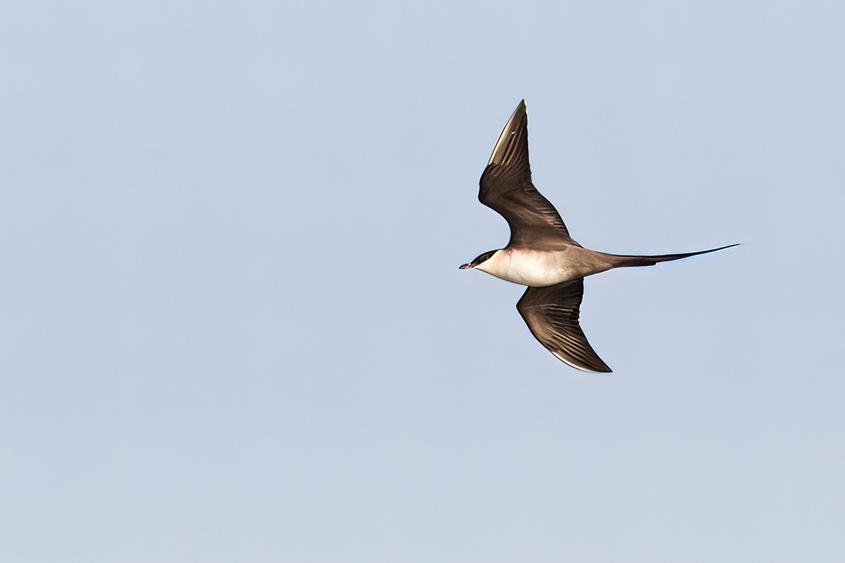 Long-tailed Jaeger - ML392138791