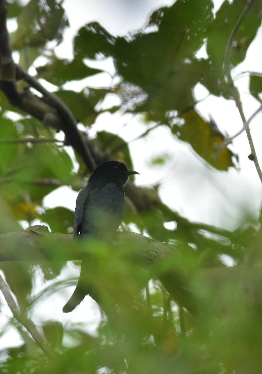 Fork-tailed Drongo-Cuckoo - Naman Kaji