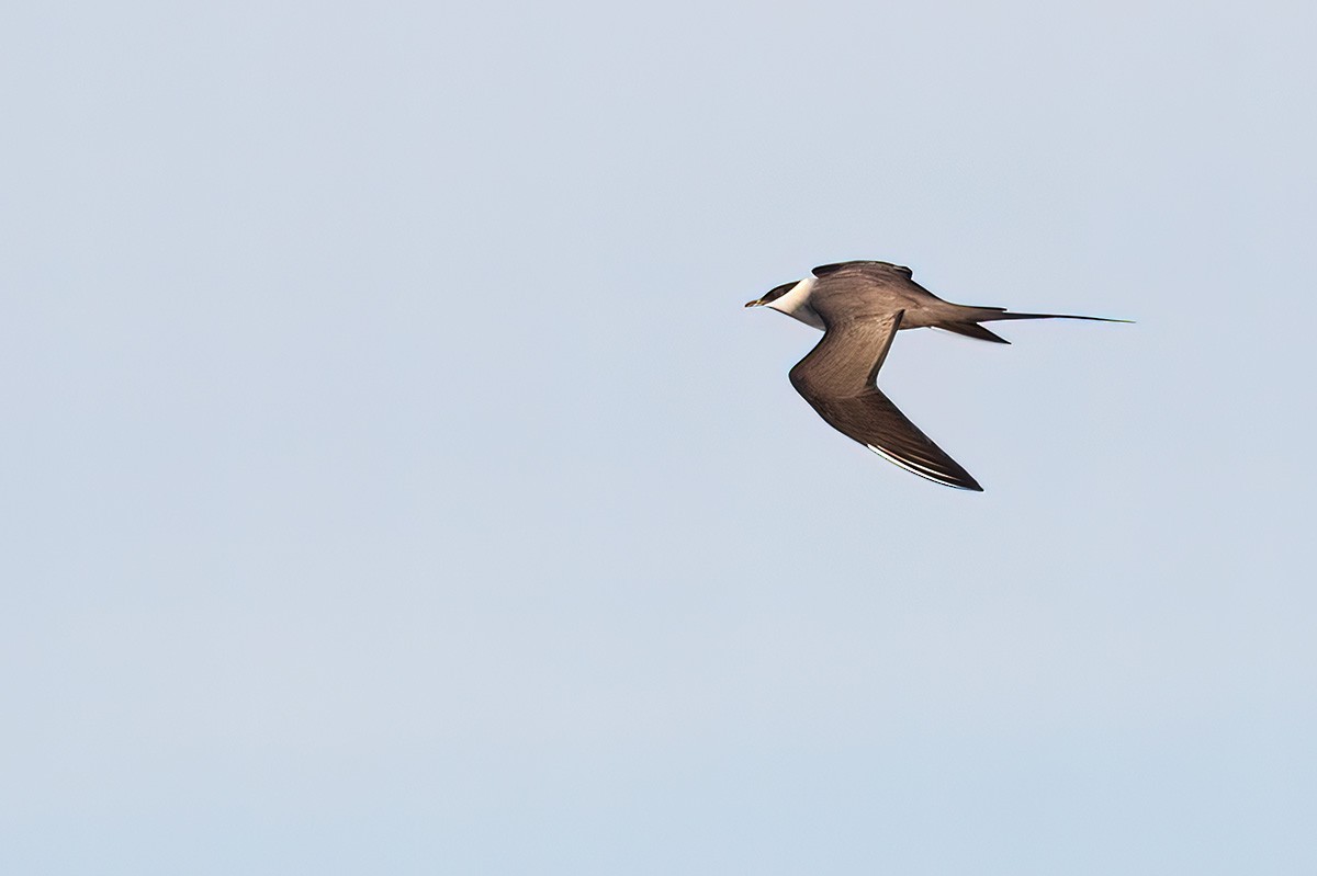 Long-tailed Jaeger - ML392140831