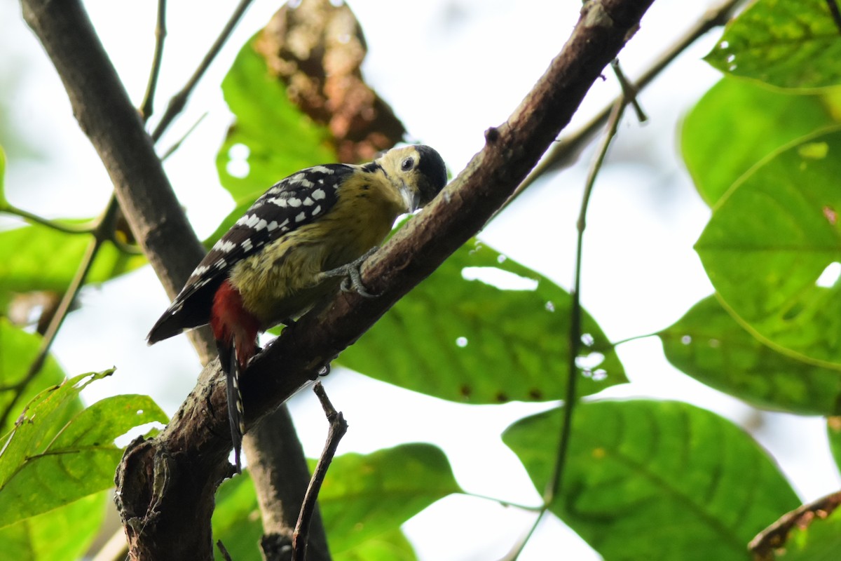 Fulvous-breasted Woodpecker - Ajoy Kumar Dawn