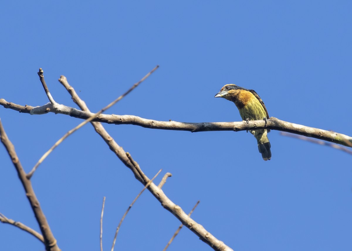 Brown-chested Barbet - ML392146991
