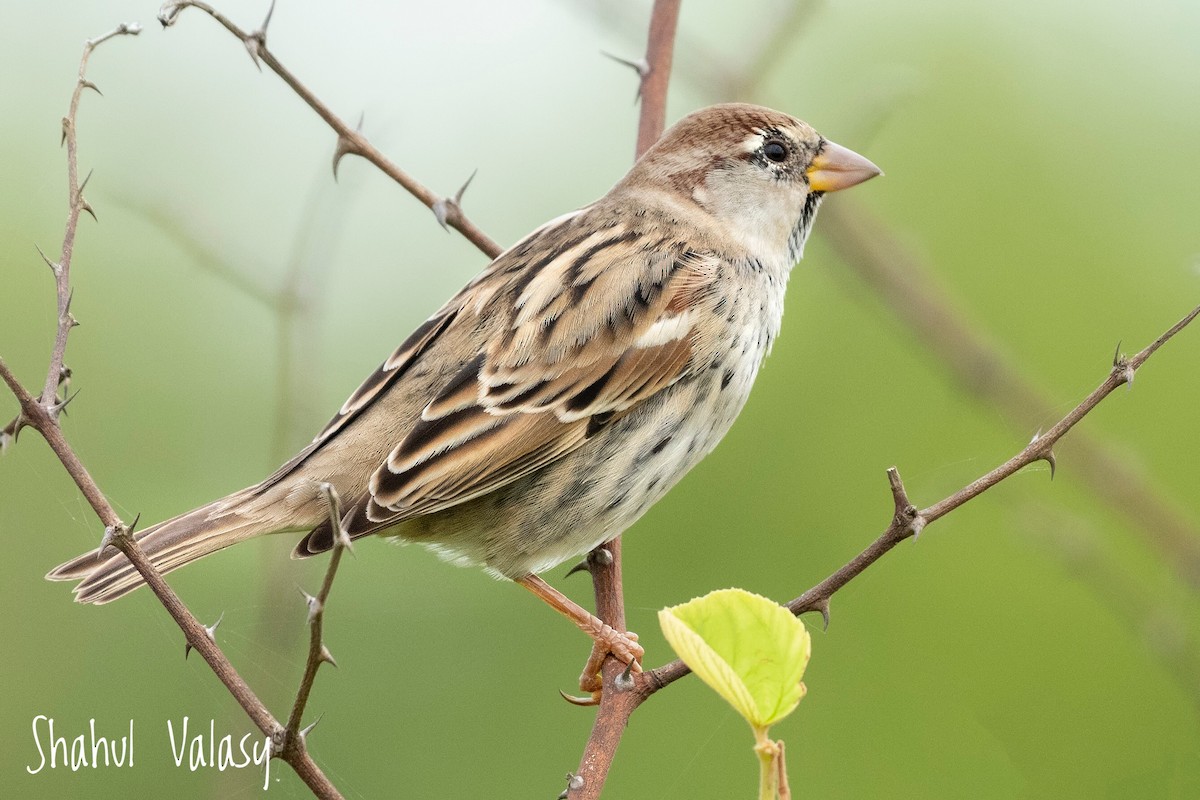 Spanish Sparrow - Shahul Valasi