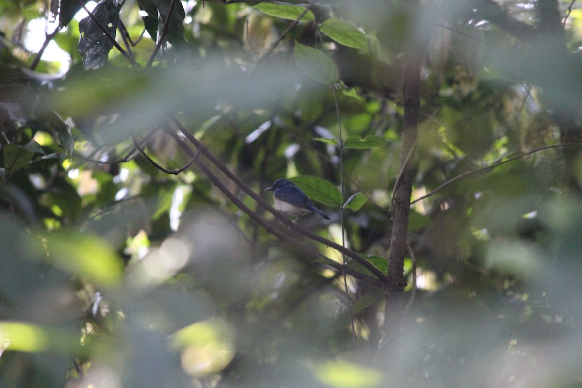 Blue-throated Flycatcher - Ashwin Viswanathan
