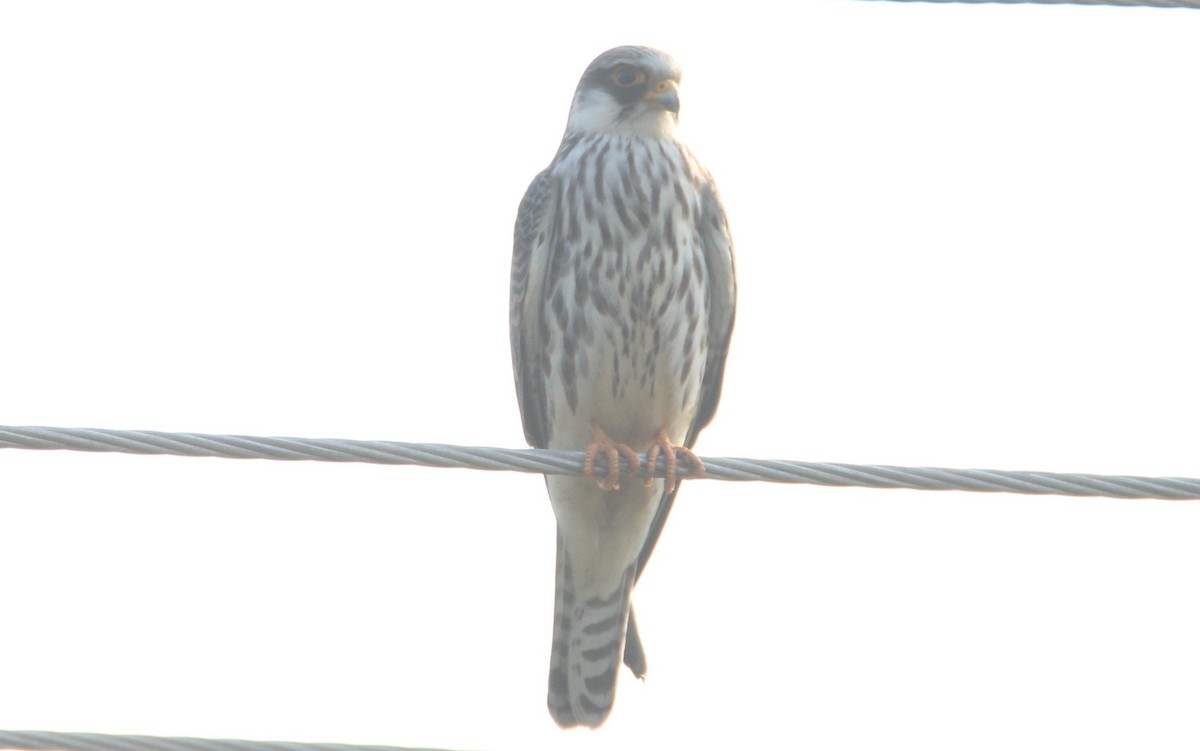 Amur Falcon - Aravind Amirtharaj