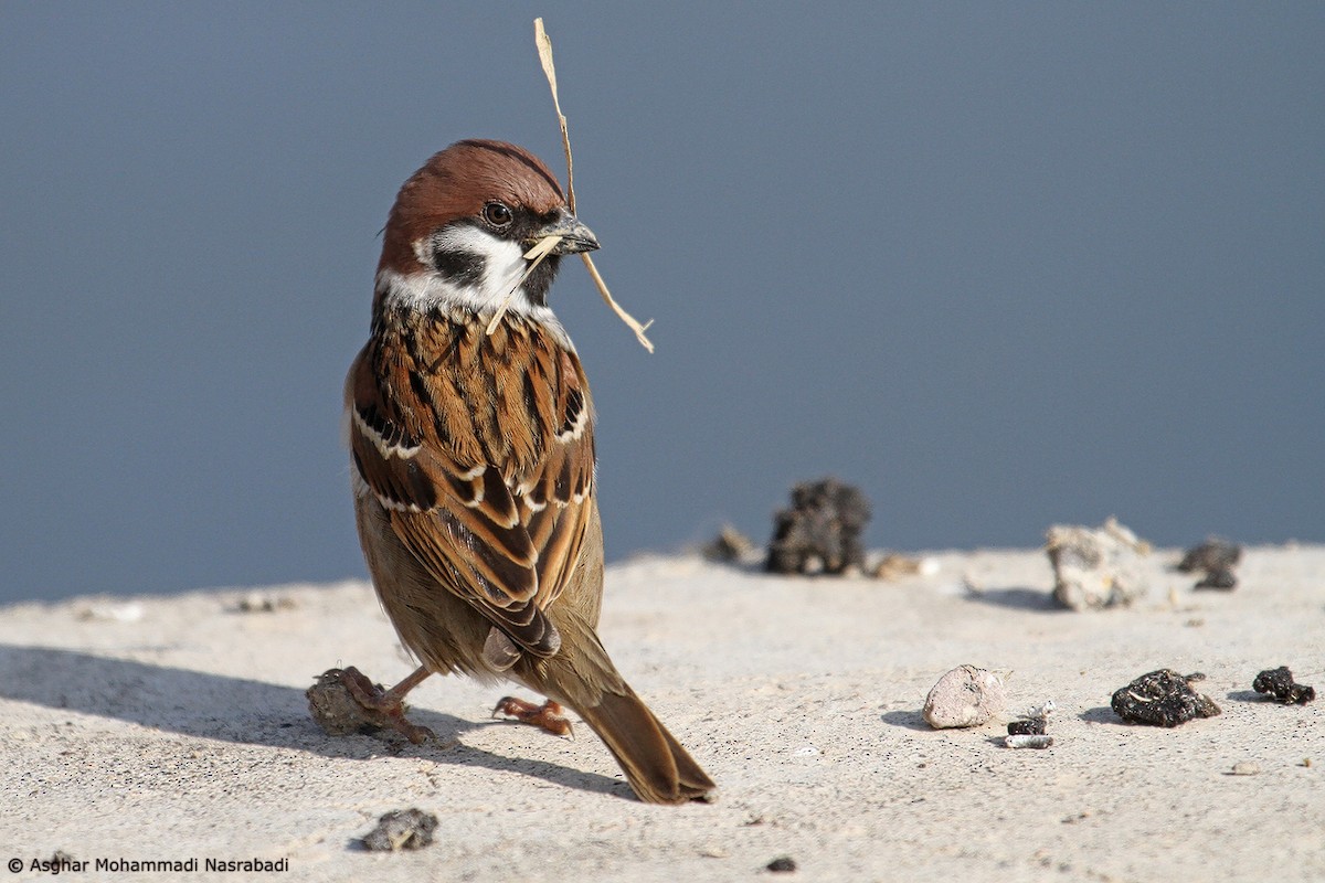Eurasian Tree Sparrow - Asghar Mohammadi Nasrabadi