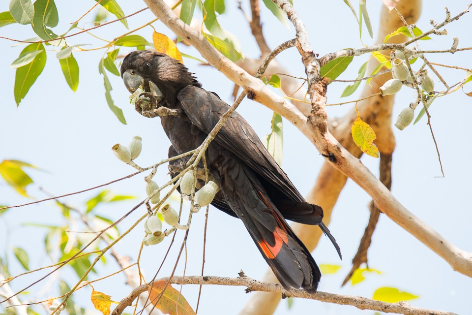 Red-tailed Black-Cockatoo - ML392154661