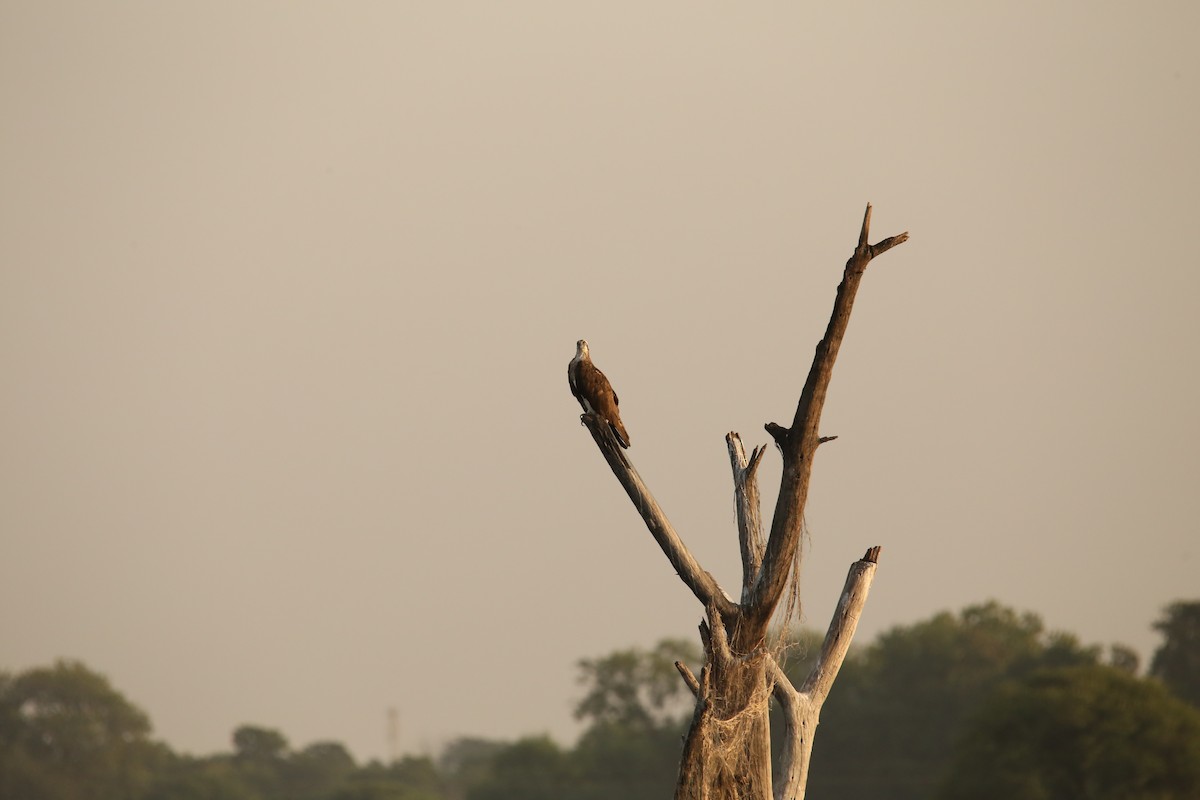 Osprey - Amudha Hariharan