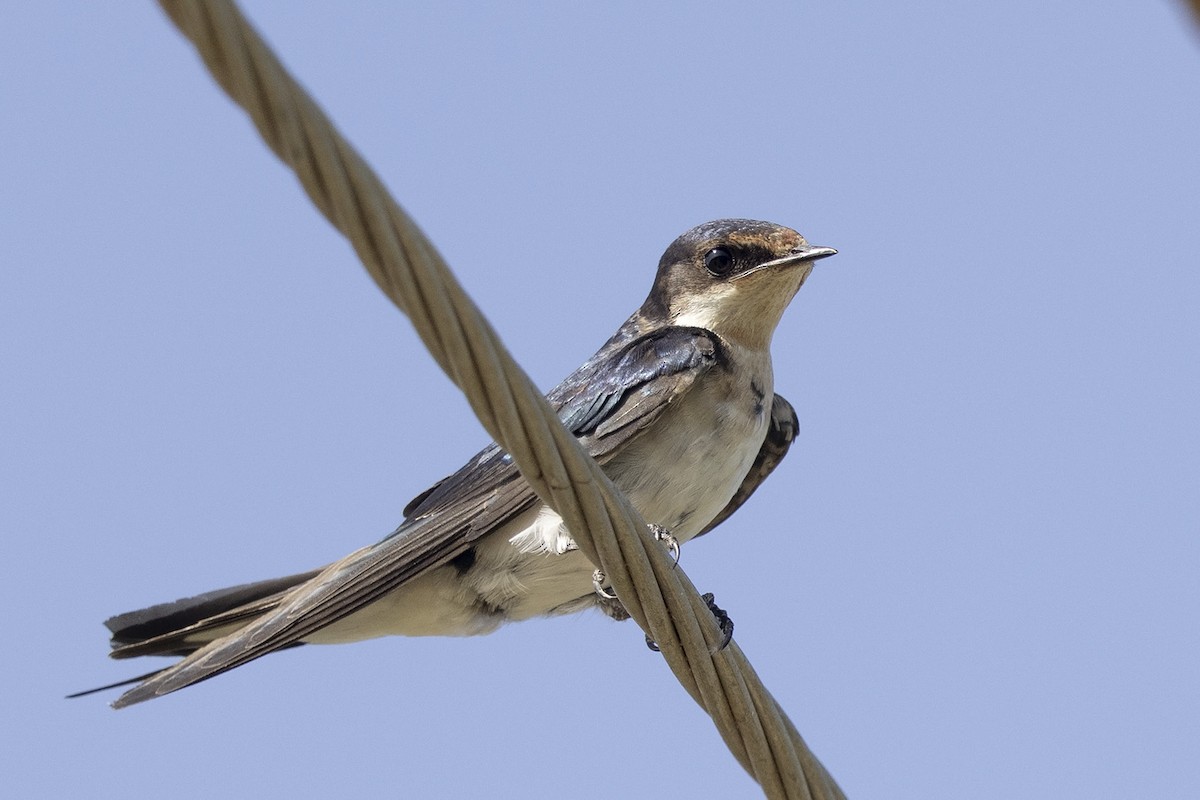 Ethiopian Swallow - Niall D Perrins