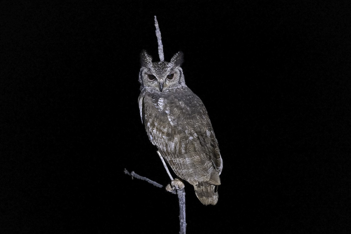 Grayish Eagle-Owl - Niall D Perrins