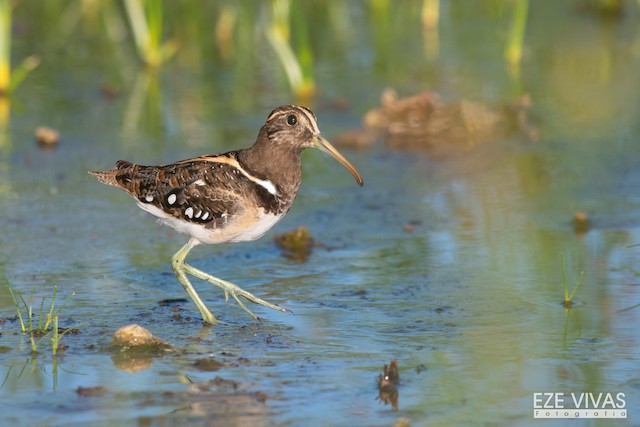 Photos - South American Painted-Snipe - Nycticryphes semicollaris ...