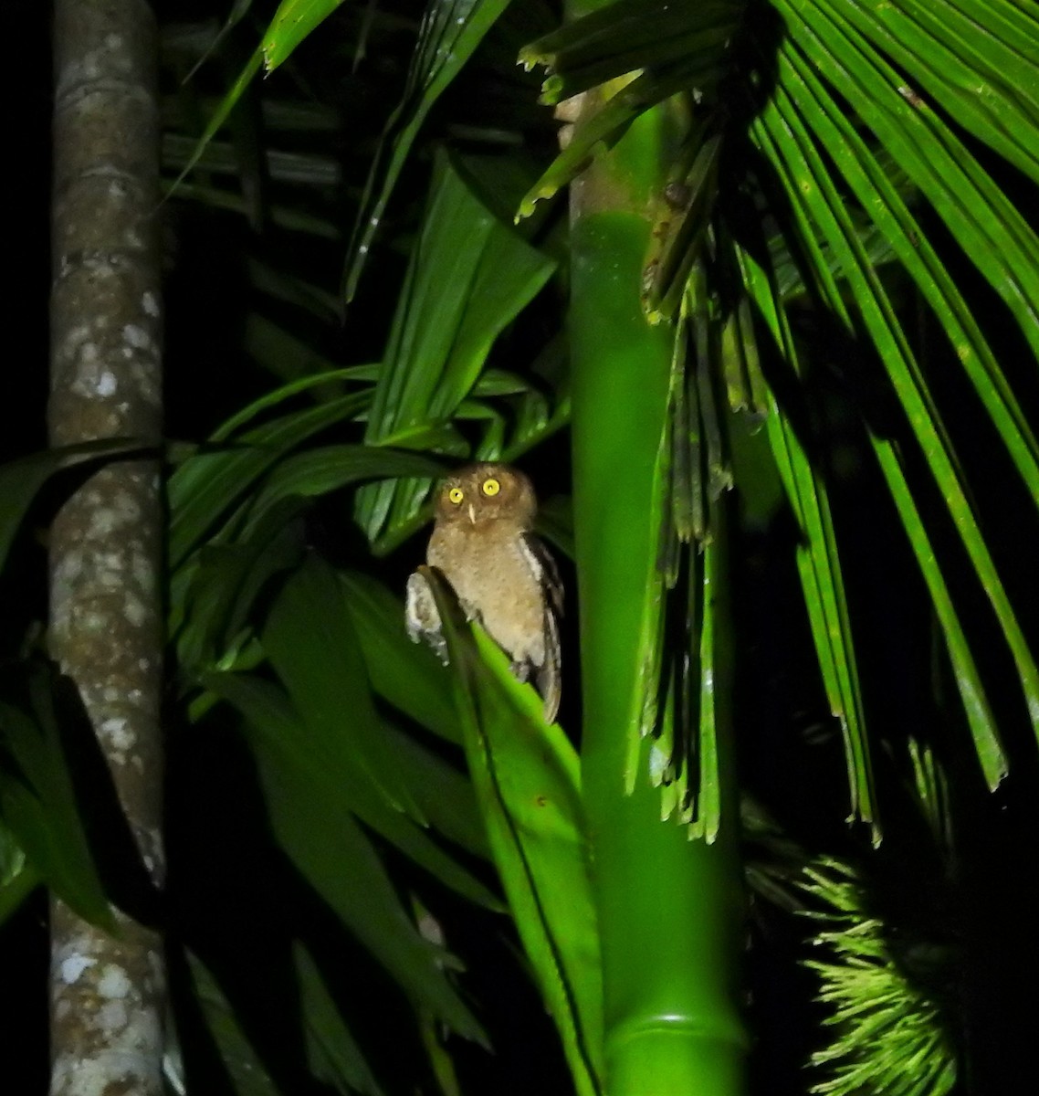 Andaman Scops-Owl - ML392164511