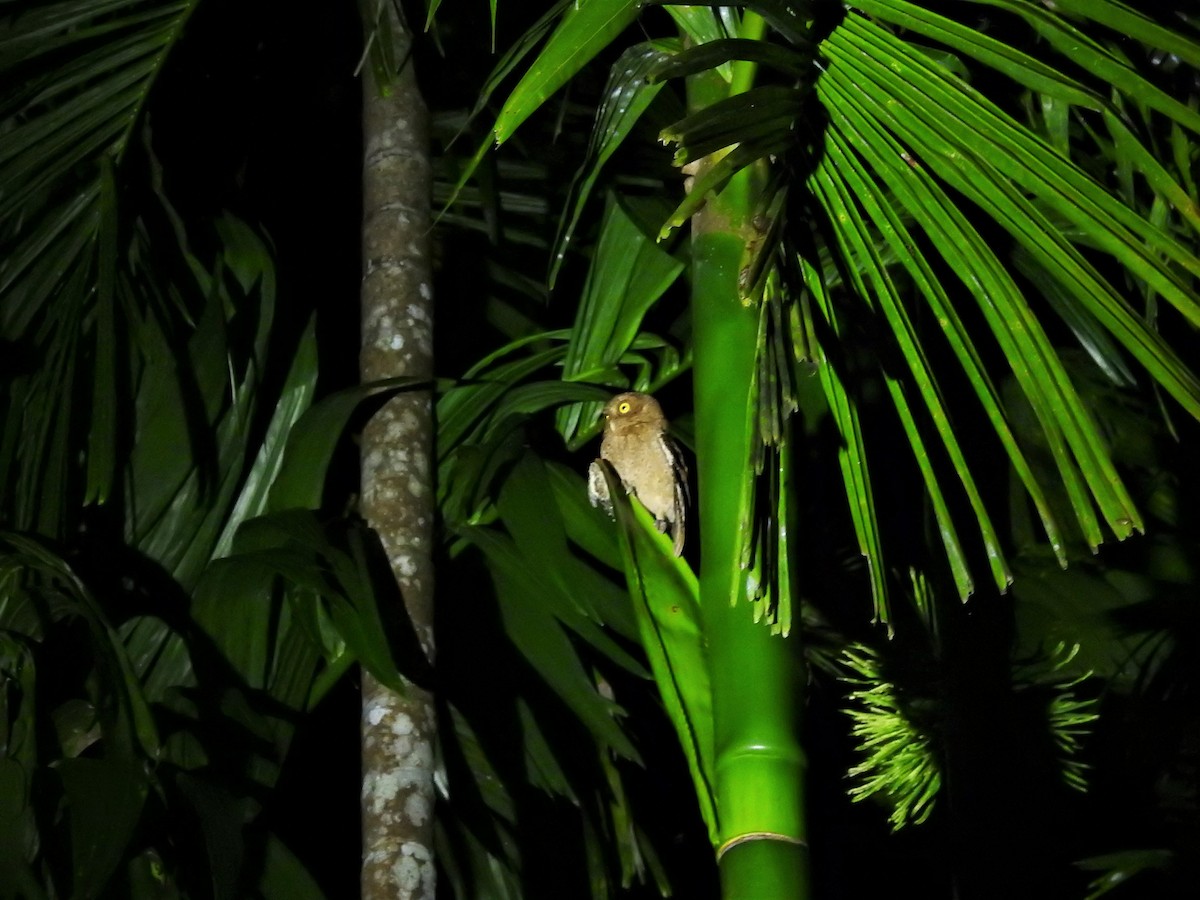 Andaman Scops-Owl - ML392164541