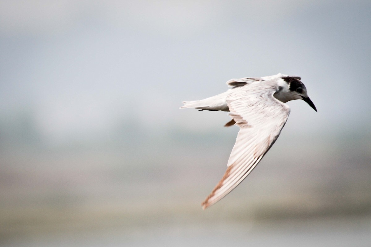 Common Tern - Brodie Cass Talbott