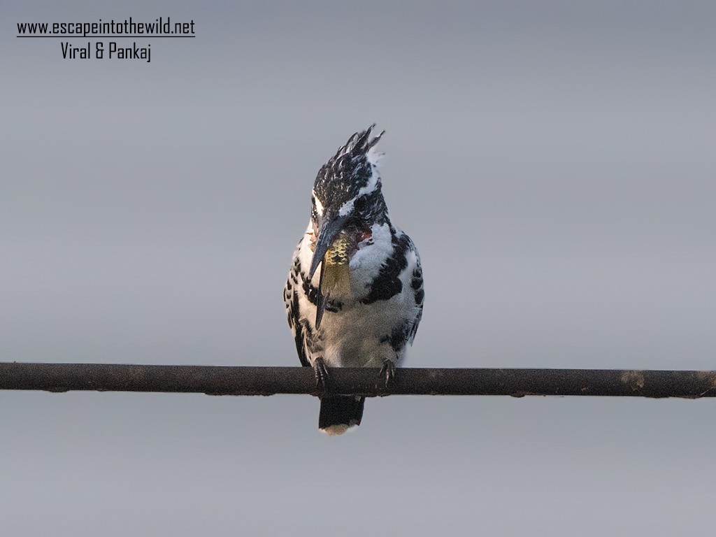 Pied Kingfisher - Pankaj Maheria