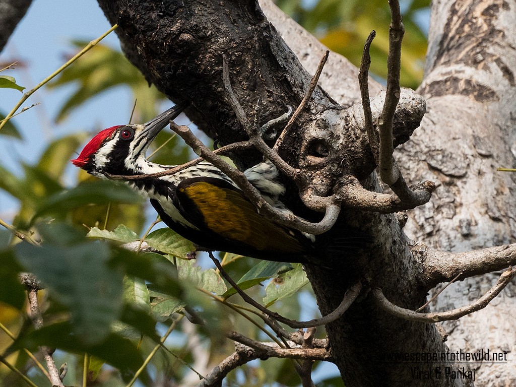 White-naped Woodpecker - ML392165361