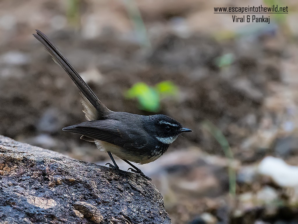 Spot-breasted Fantail - ML392165401