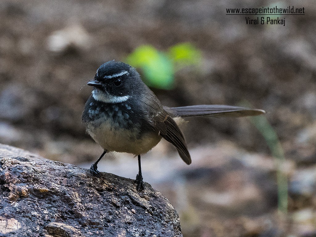 Spot-breasted Fantail - ML392165411