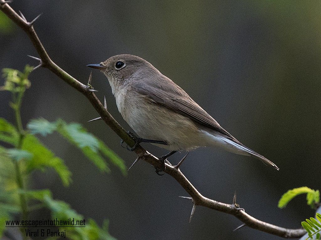 Red-breasted Flycatcher - ML392165601