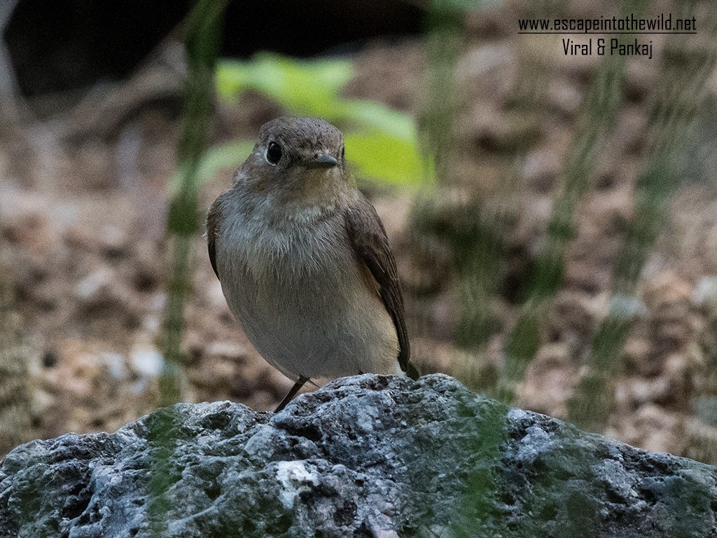 Red-breasted Flycatcher - ML392165631