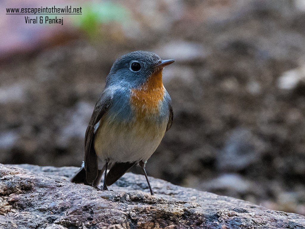 Red-breasted Flycatcher - ML392165641