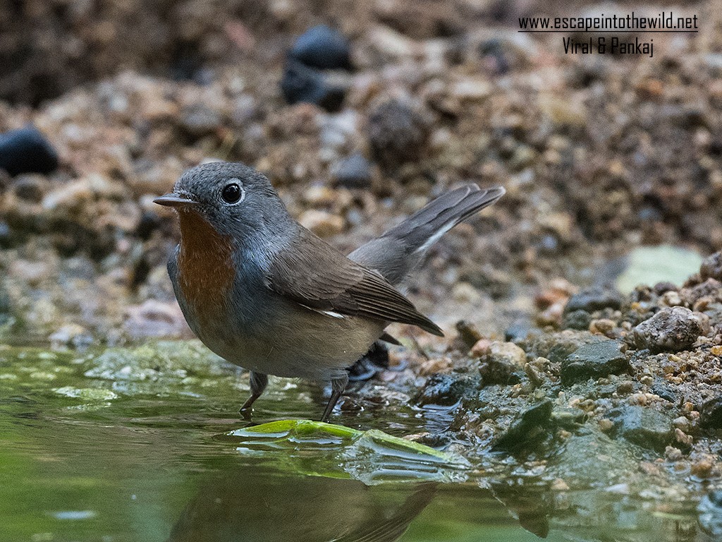 Red-breasted Flycatcher - ML392165651
