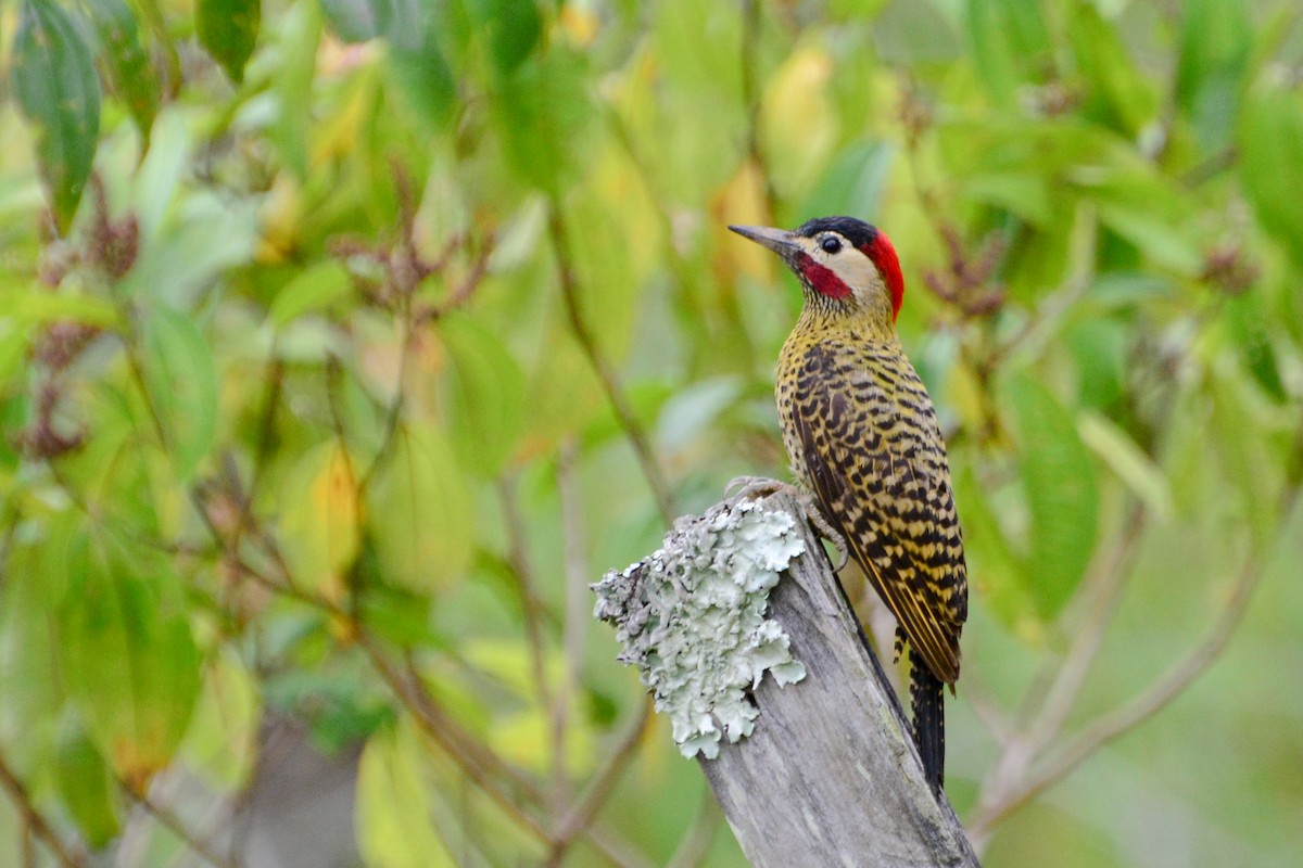 Green-barred Woodpecker - ML392167161