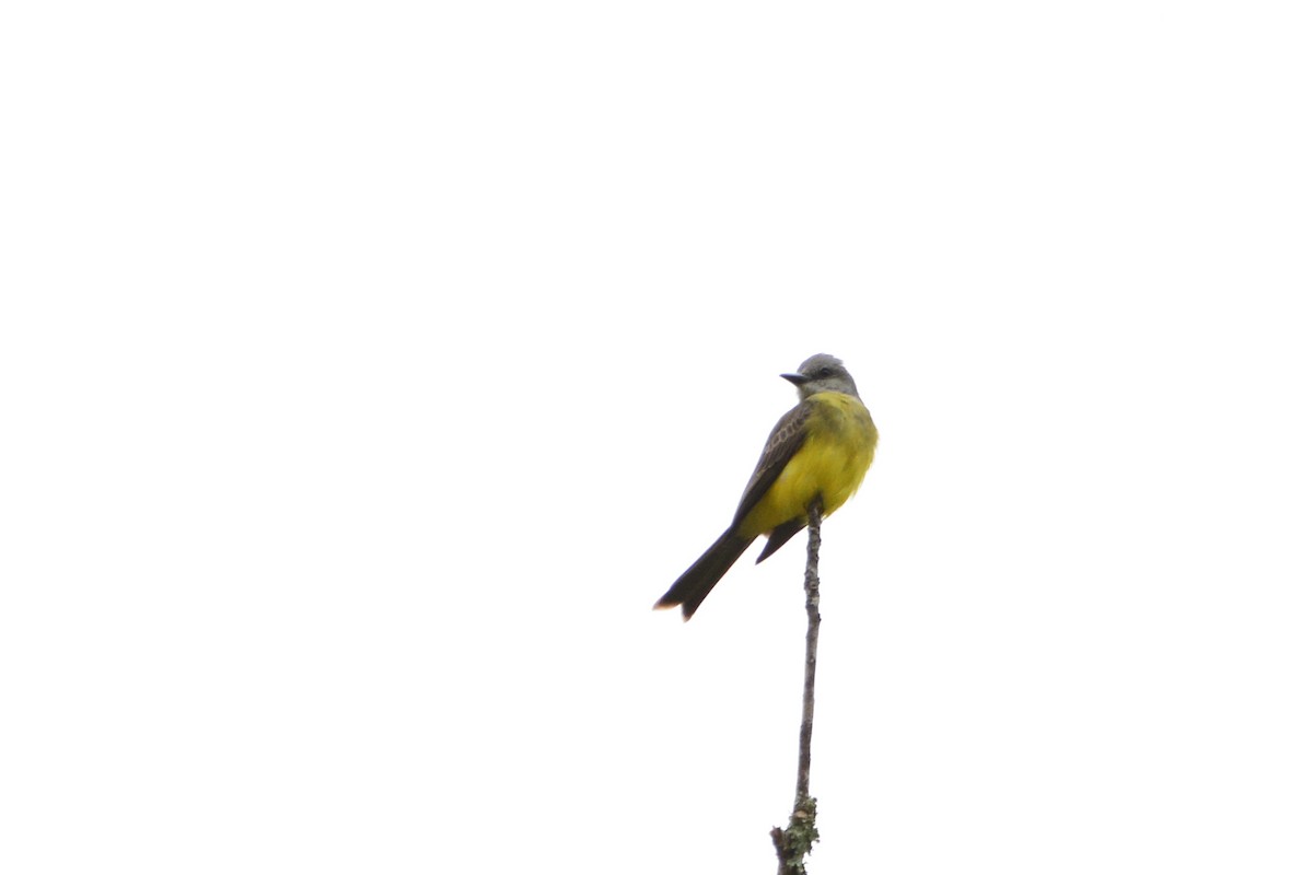 Tropical Kingbird - Marcos Eugênio Birding Guide