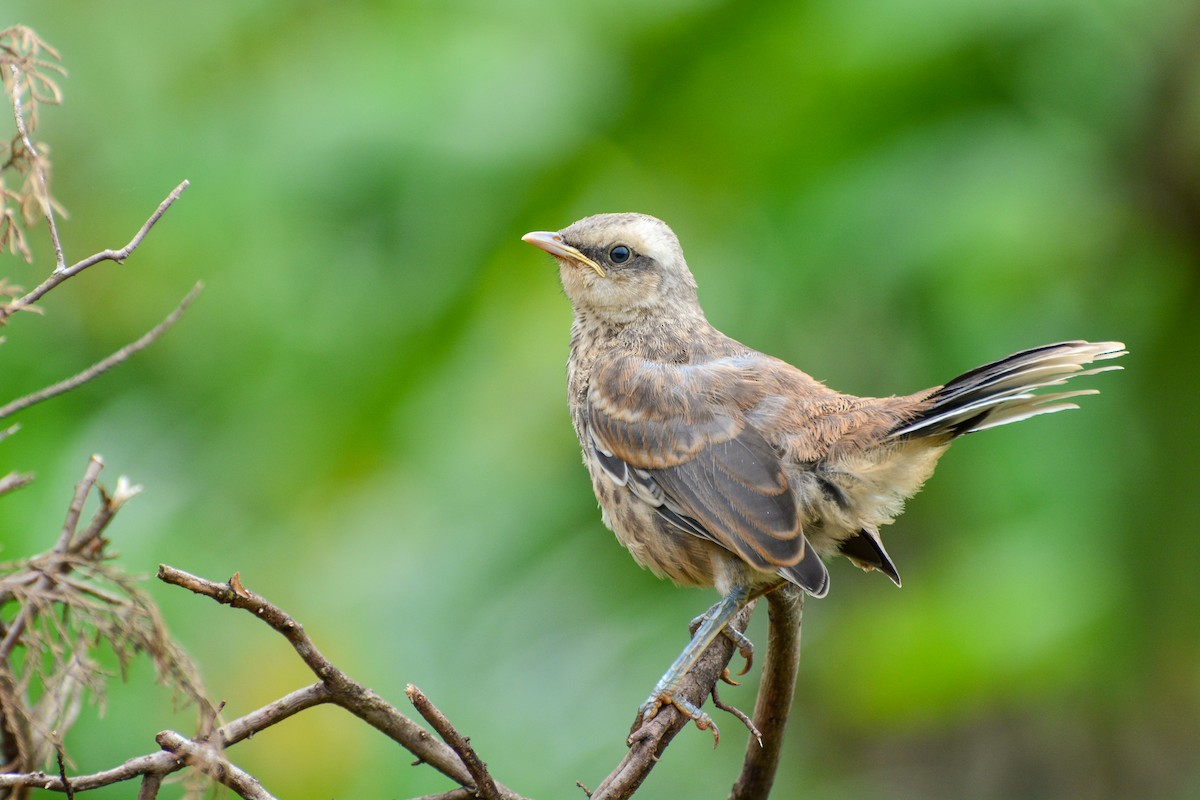 Chalk-browed Mockingbird - Marcos Eugênio Birding Guide
