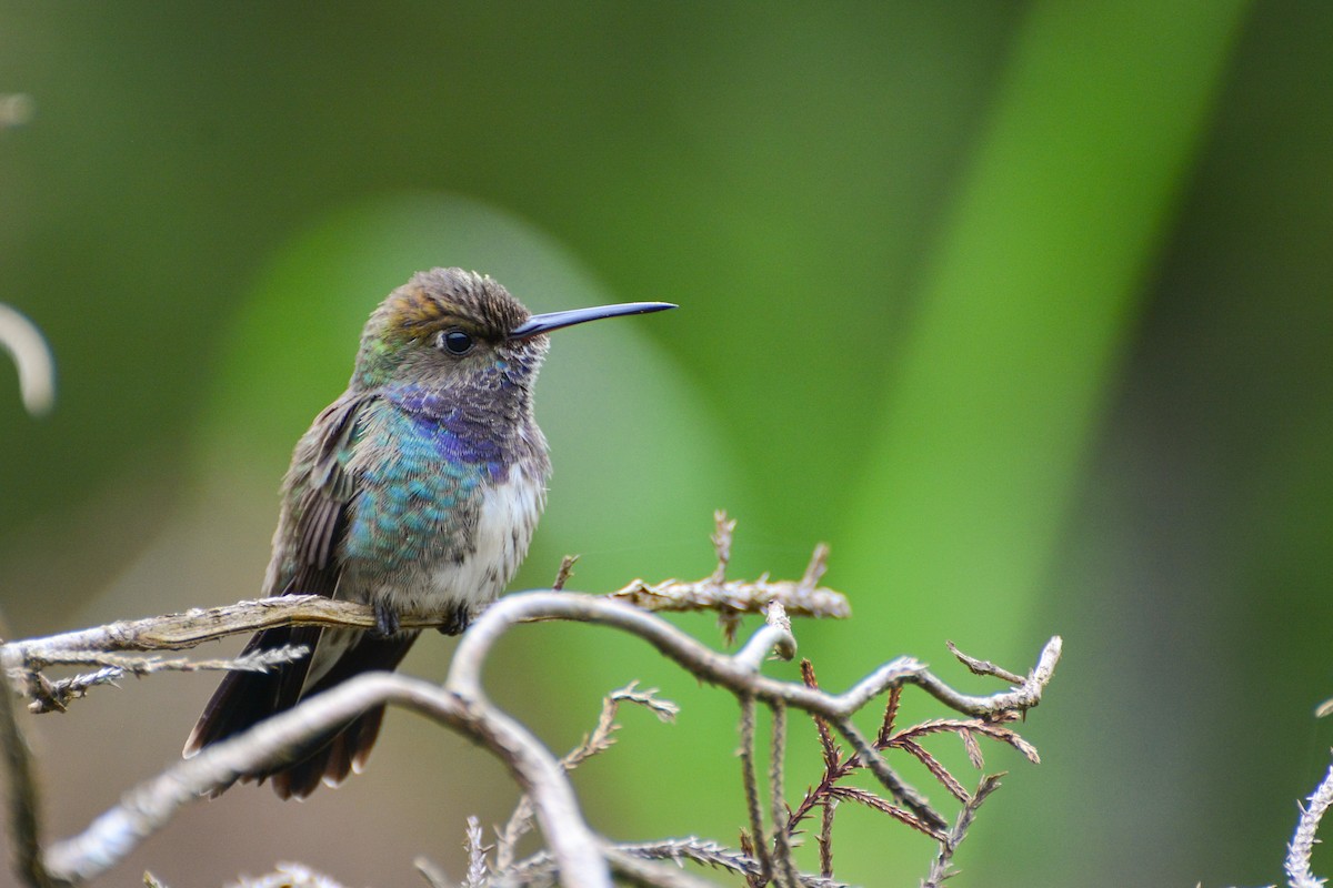 Sapphire-spangled Emerald - Marcos Eugênio Birding Guide
